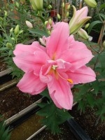 [5636 VH66 No02.JPG]